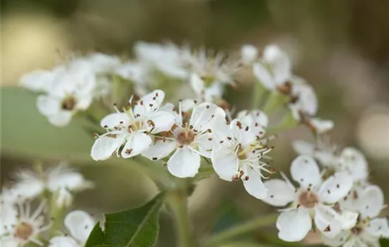 Crataegus crus-galli