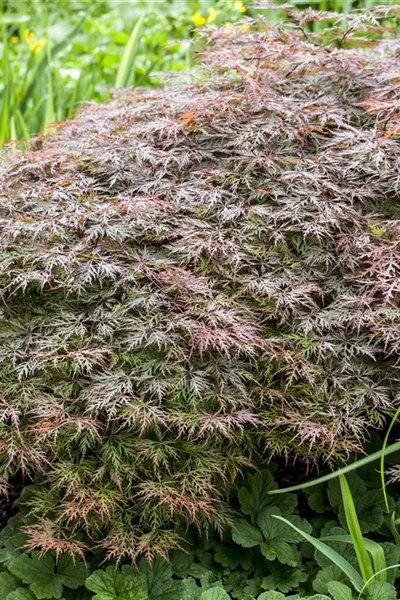 Acer palmatum 'Dissectum Garnet'