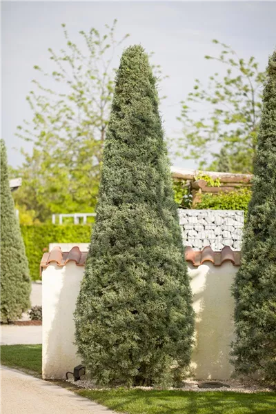 Cupressus arizonica 'Fastigiata'