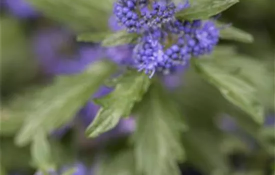 Caryopteris cland. 'Blauer Spatz'