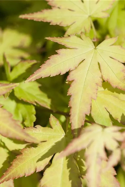 Acer palmatum 'Katsura'