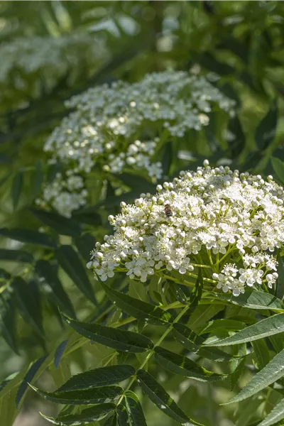 Sorbus 'Dodong'