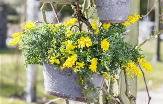 Cytisus decumbens