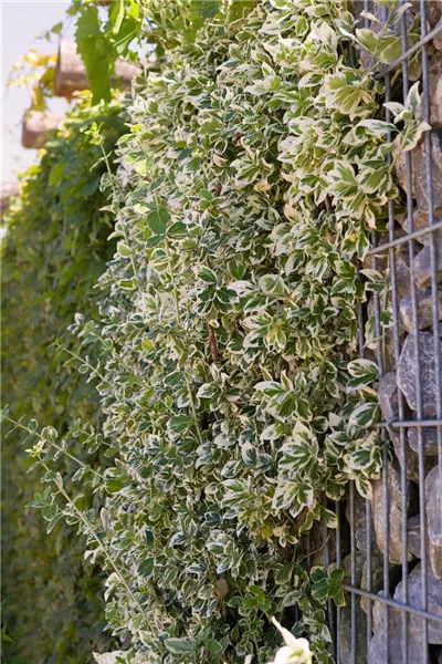 Euonymus fortunei 'Emerald Gaiety'