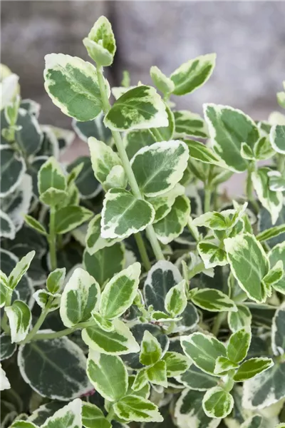 Euonymus fortunei 'Silver Queen'