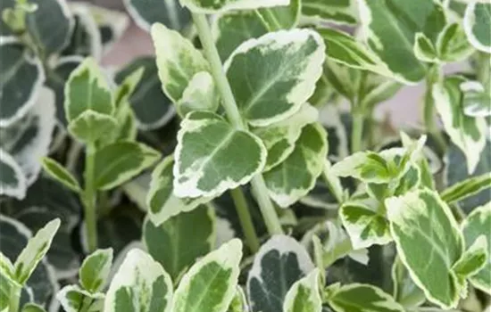 Euonymus fortunei 'Silver Queen'