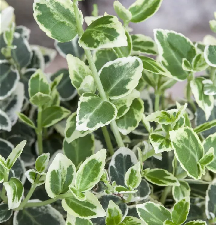 Euonymus fortunei 'Silver Queen'