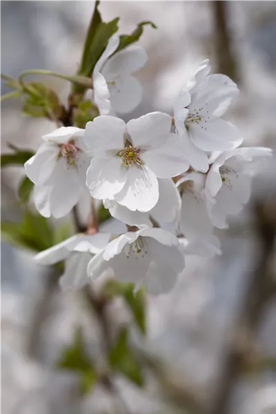 Prunus fruticosa 'Globosa' 