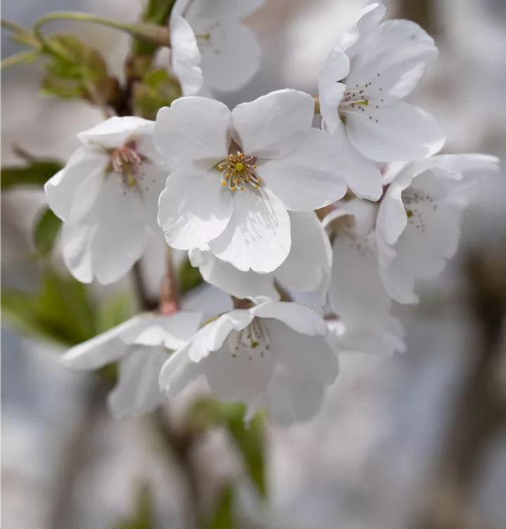 Prunus fruticosa 'Globosa' 