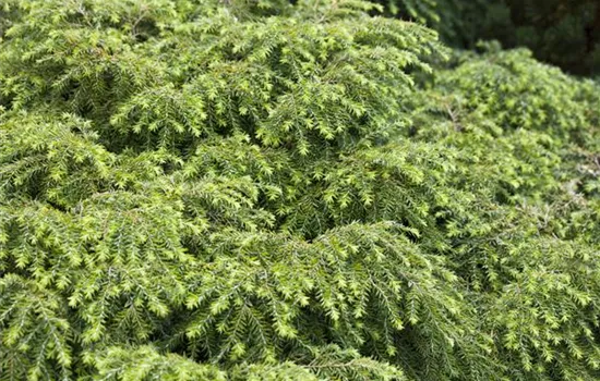 Tsuga canadensis 'Nana'