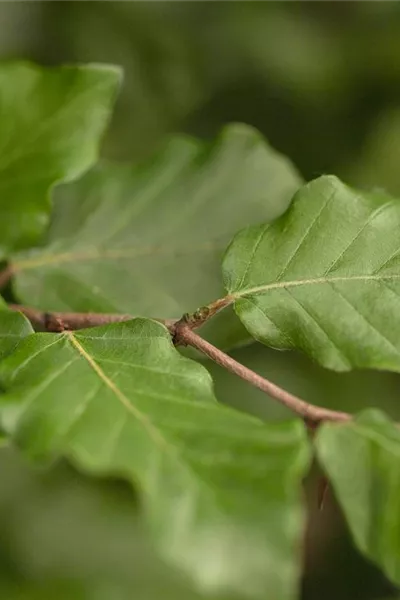 Fagus sylvatica