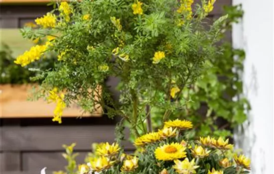 Cytisus nigricans 'Cyni'