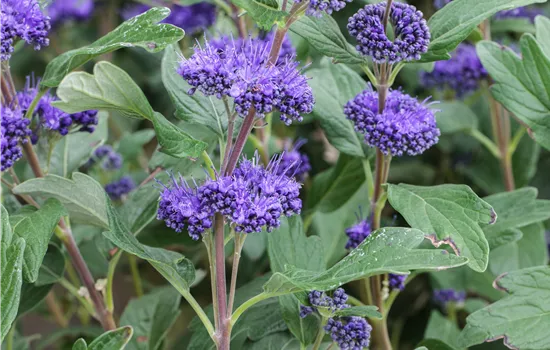 Caryopteris cland. 'Grand Bleu'