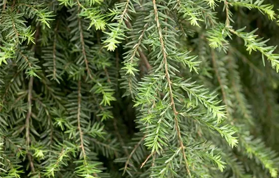 Tsuga canadensis 'Pendula'