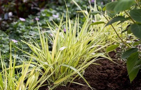 Hakonechloa macra 'Aureola'