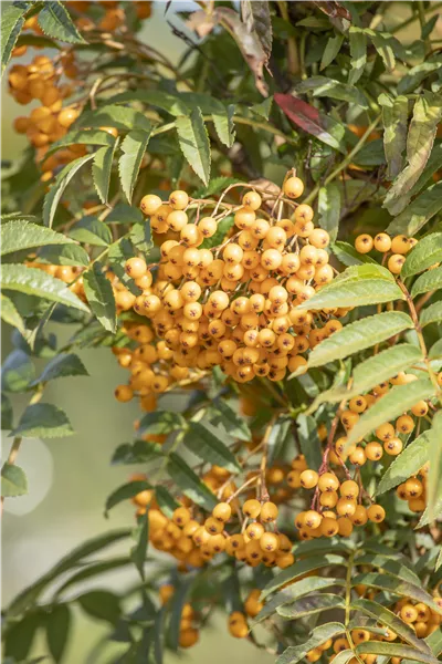 Sorbus aucuparia 'Autumn Spire'