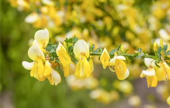 Cytisus praecox 'Allgold'