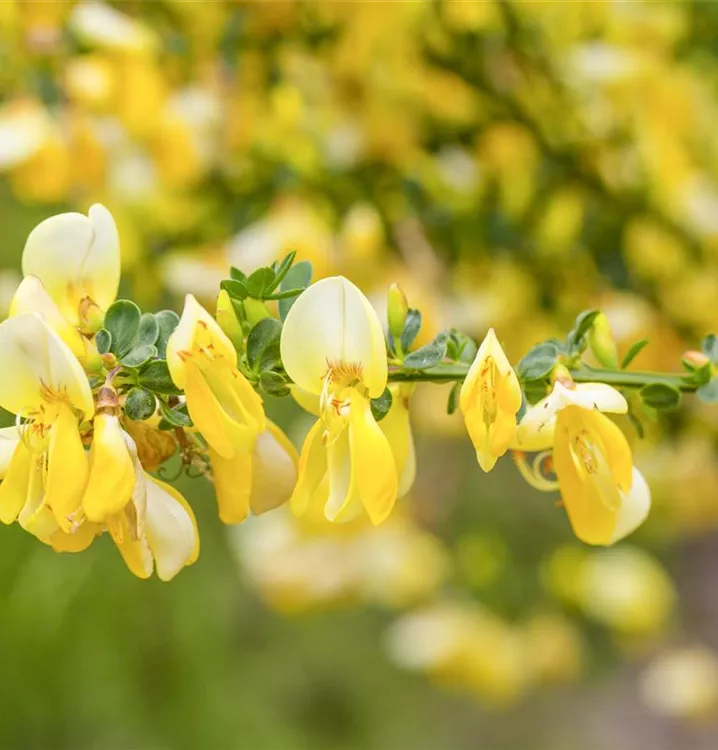 Cytisus praecox 'Allgold'