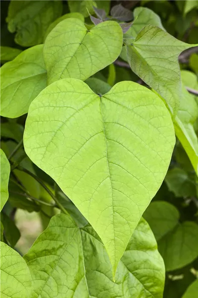 Catalpa bignonioides