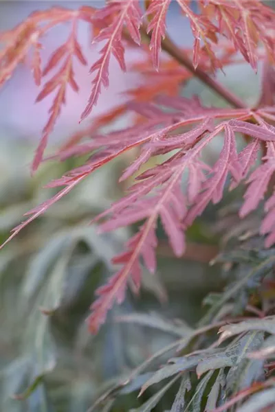 Acer palmatum 'Orangeola'