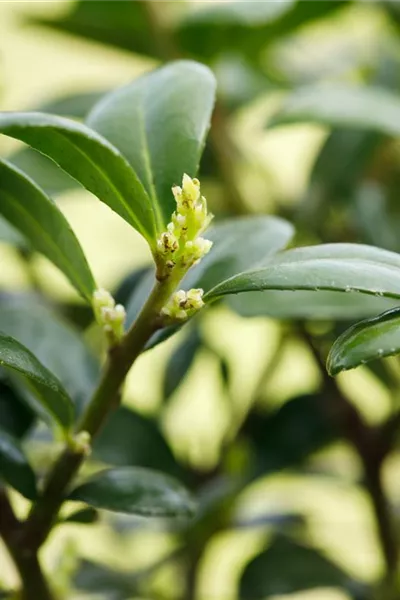 Ilex crenata 'Dark Green'