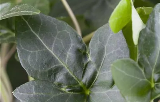 Hedera helix 'Plattensee'