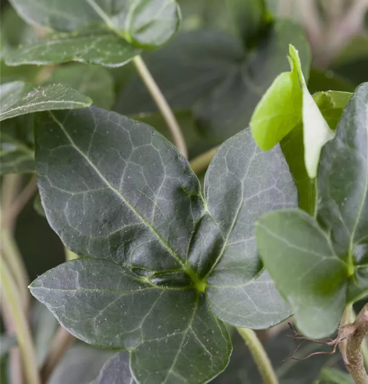 Hedera helix 'Plattensee'