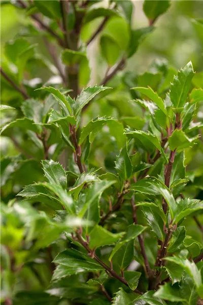 Ilex meserveae 'Heckenfee'