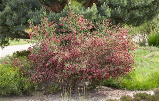 Cytisus scoparius 'Boskoop Ruby'