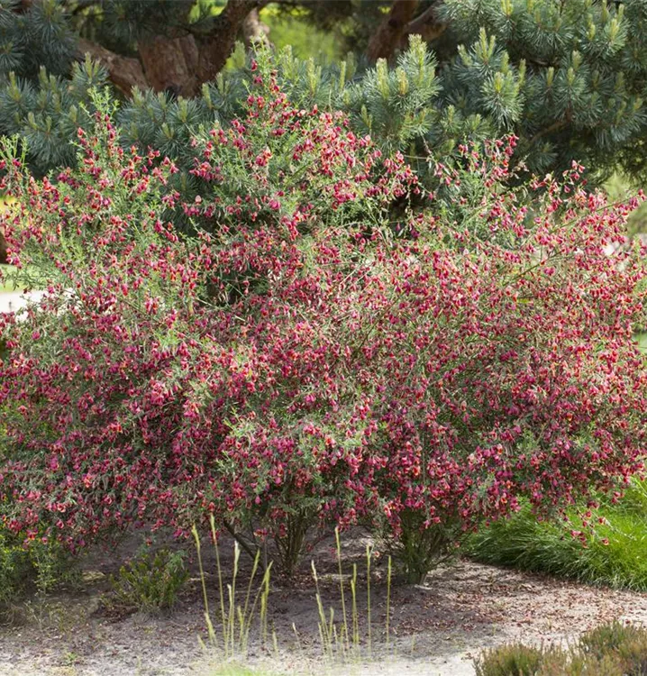 Cytisus scoparius 'Boskoop Ruby'