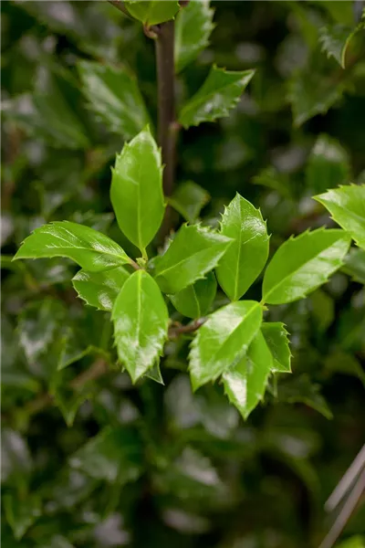 Ilex meserveae 'Heckenstar'