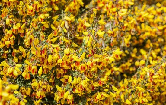 Cytisus scoparius 'Firefly'