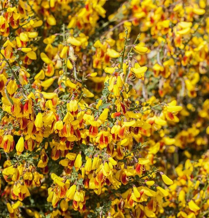 Cytisus scoparius 'Firefly'