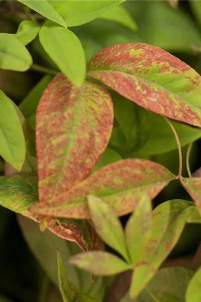 Nandina domestica 'Firepower'