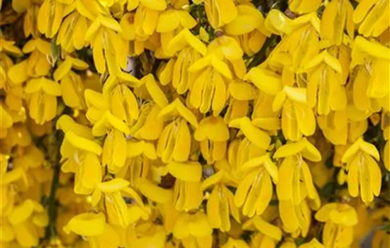 Cytisus scoparius 'Golden Tears'