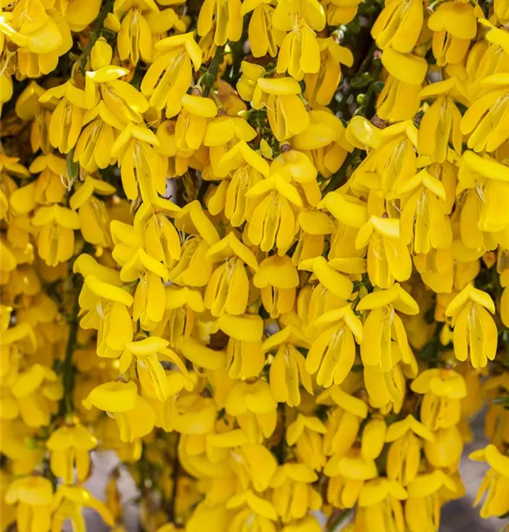 Cytisus scoparius 'Vanesse'