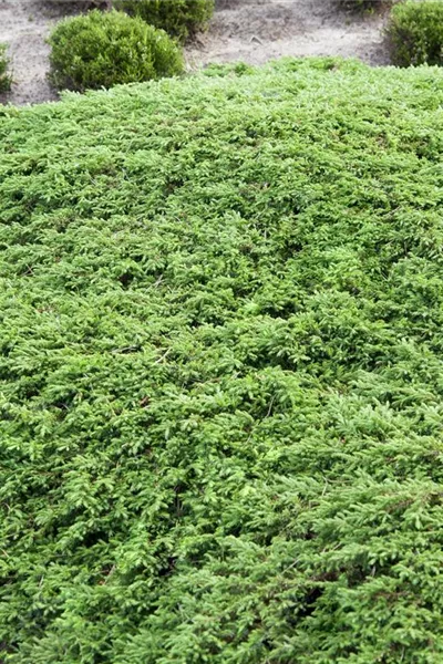 Juniperus com.'Green Carpet'