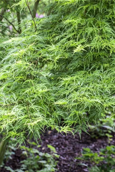 Acer palmatum 'Seiryu'