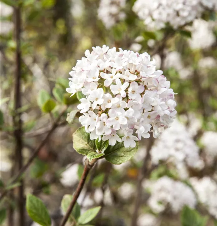 Viburnum burkwoodii 'Mohawk'