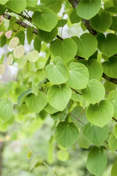 Cercidiphyllum japonicum