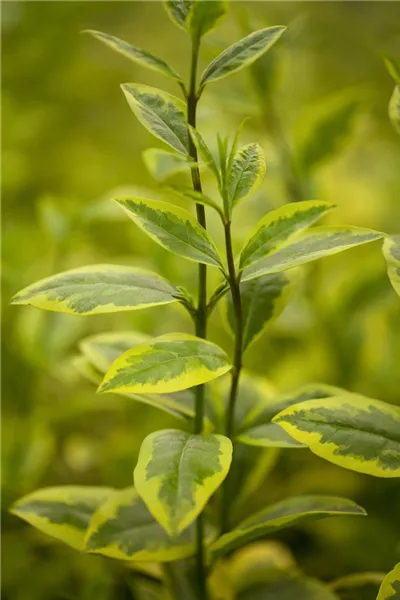 Ligustrum ovalifolium 'Aureum'