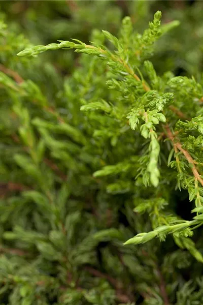 Juniperus com.'Repanda'