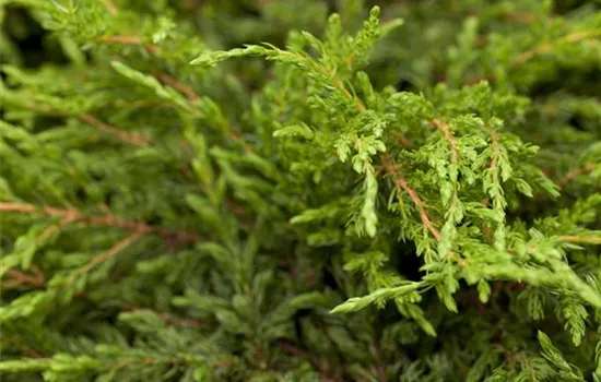 Juniperus com.'Repanda'