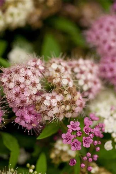 Spiraea japonica 'Shirobana'