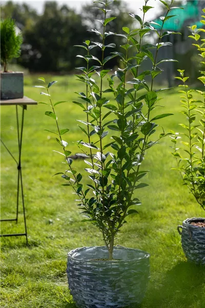 Ligustrum ovalifolium