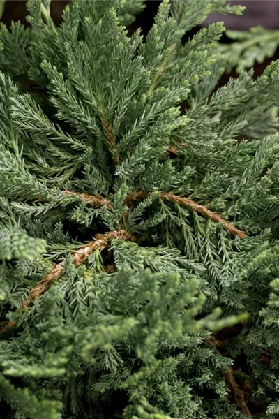 Juniperus horizontalis 'Blue Chip'