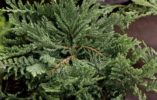 Juniperus horizontalis 'Blue Chip'