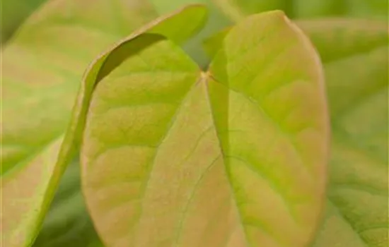 Cercis canadensis 'Cascading Hearts'