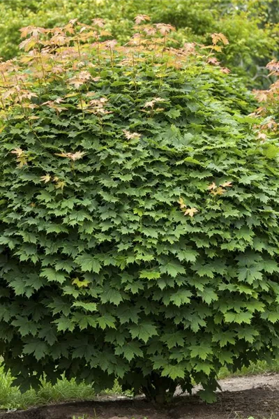 Acer platanoides 'Globosum'