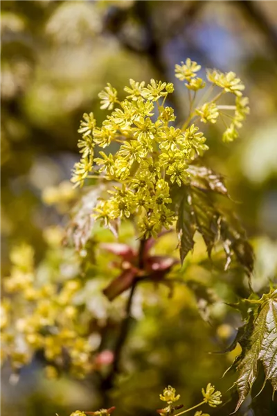 Acer saccharinum 'Pyramidale'